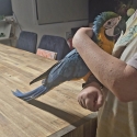 Hand raised blue and gold macaws