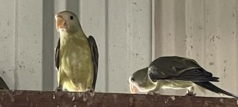 Grey green  plum head