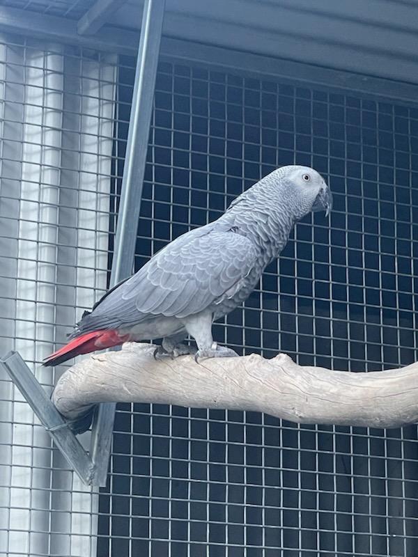 African grey hen