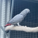 African grey hen