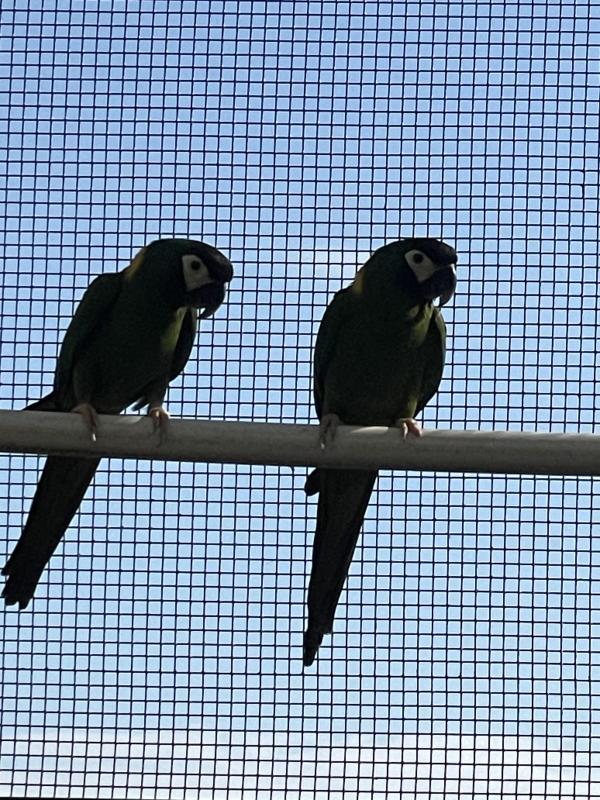 Yellow collared macaw pairs