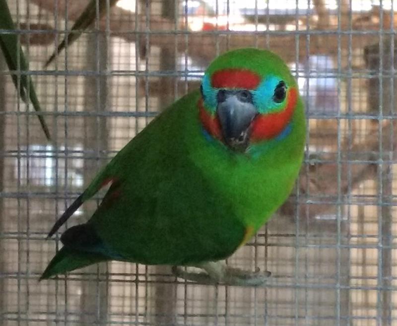 Double-eyed Fig Parrots