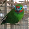 Double-eyed Fig Parrots