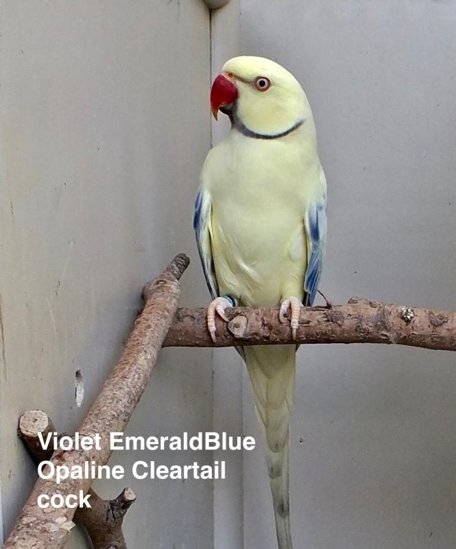 INDIAN RINGNECK MUTATIONS