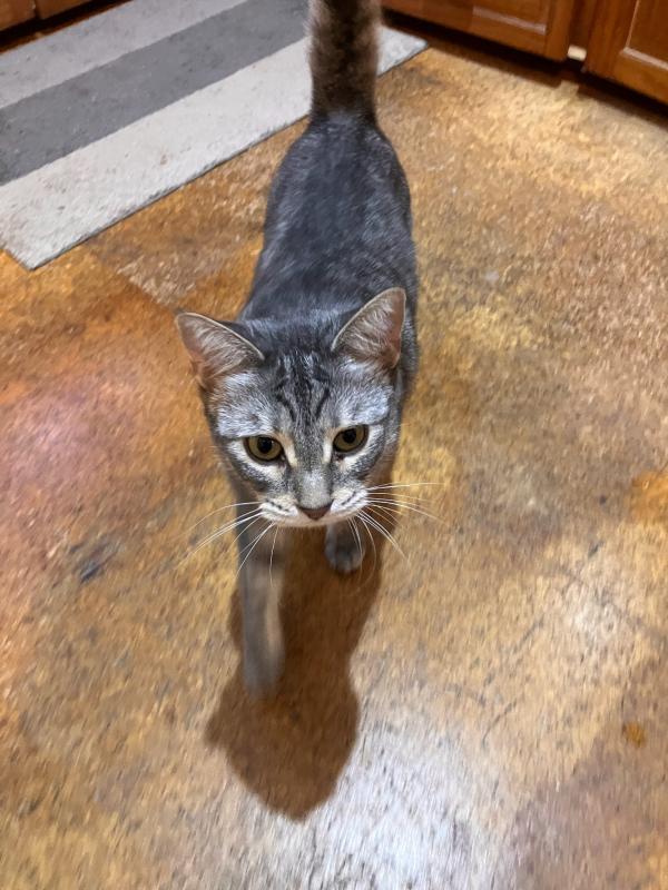 Forever home required