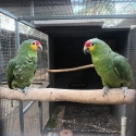 Red lored Amazons DNA cock birds