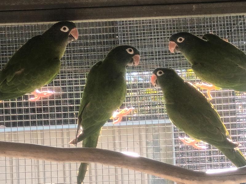 Sharp tails cock birds parent raised