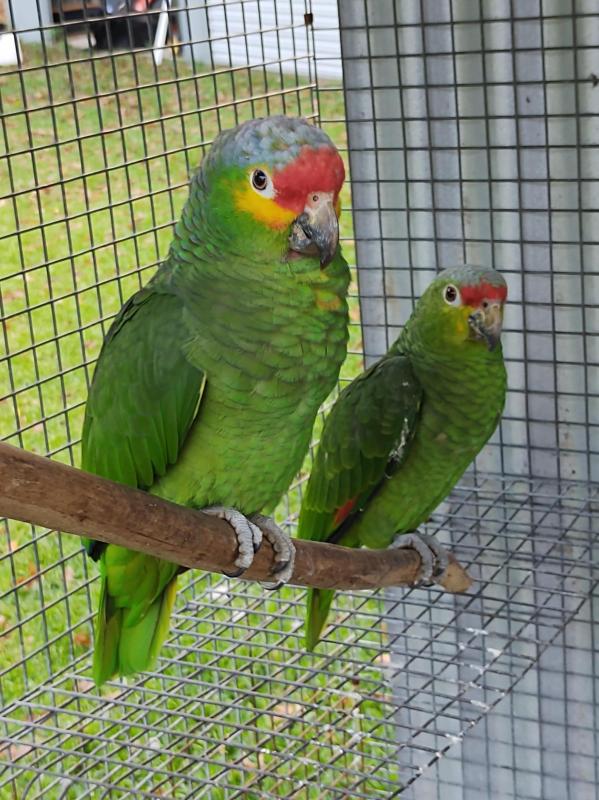 Red-Lored Amazons-unrelated pair.