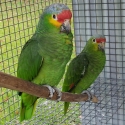 Red-Lored Amazons-unrelated pair.