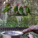 AUST PARROTS & LORIKEETS.