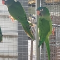 Blue crown conures ( Sharptails)