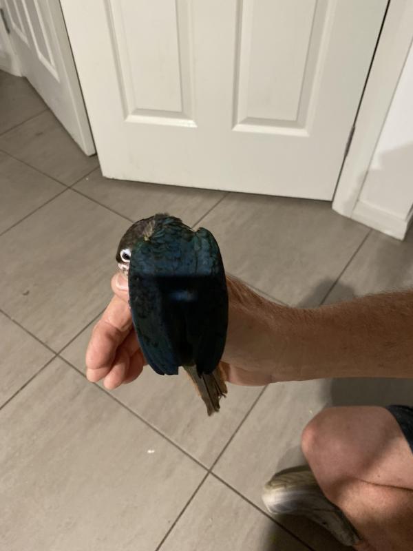 H/ raised pineapple and violet green cheeked conures