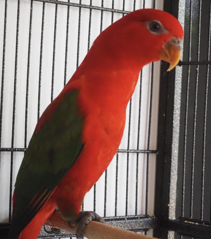 Yellow Backed Chattering Lory's