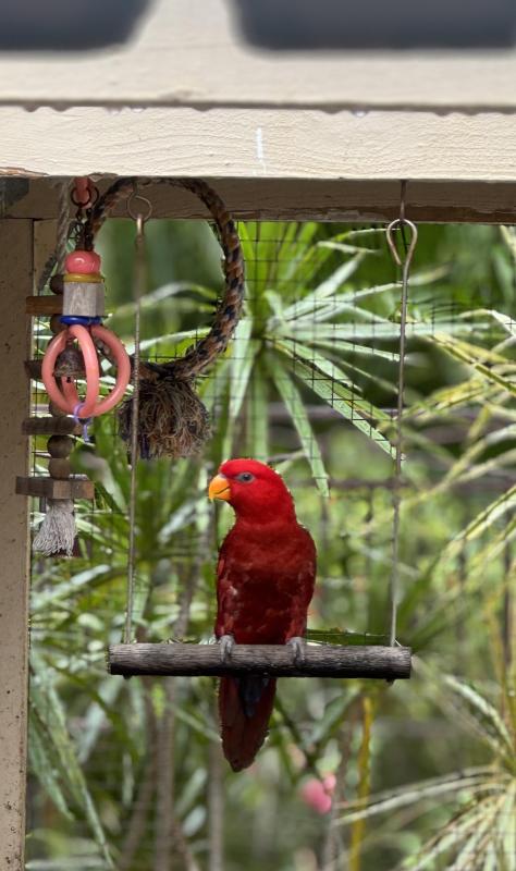 Red Lory (Buru)