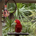 Red Lory (Buru)