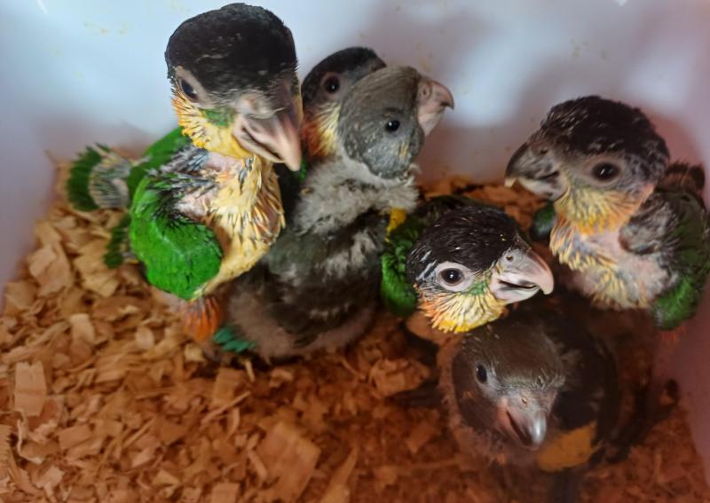 Black-capped Caiques