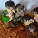 Black-capped Caiques