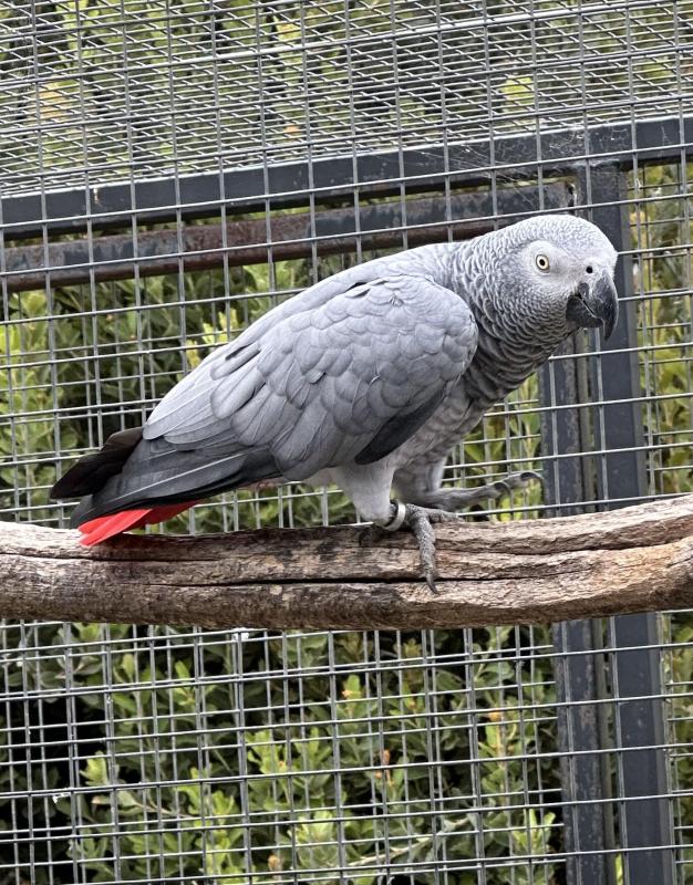 AFRICAN GREY HEN