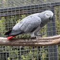 AFRICAN GREY HEN