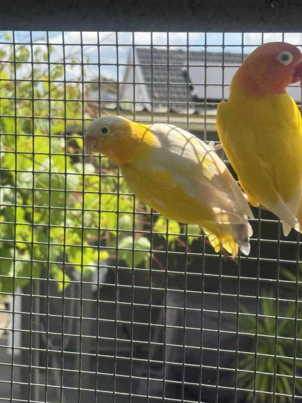 Fischer lovebirds