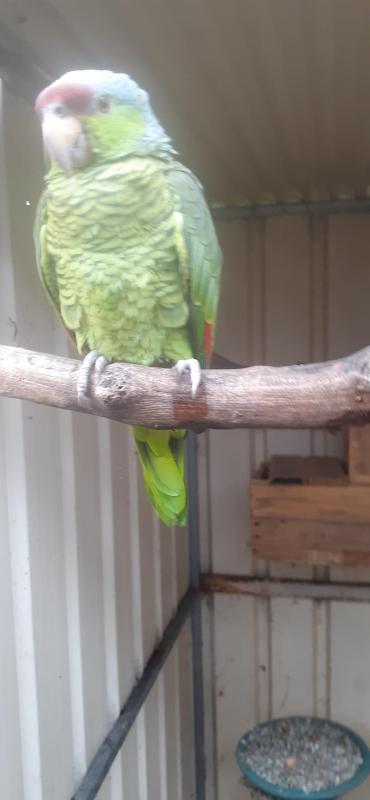 Lilac crown Amazons pr and spare hen