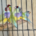 Australian recessive dilute Gouldians