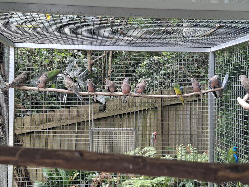 Pure Bourke Parrots