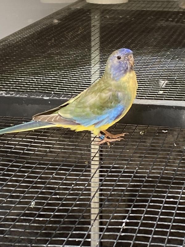 SCARLET CHESTED MUTATIONS