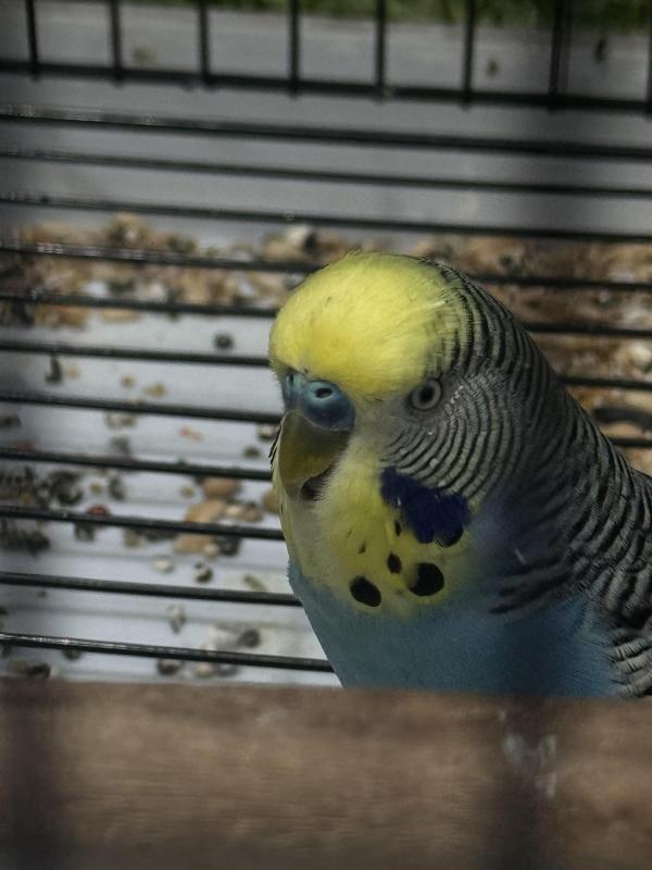 Budgies for sale - Tweed Heads area