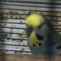 Budgies for sale - Tweed Heads area
