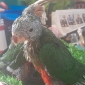 Taking orders for handraised baby King Parrots