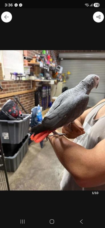 African grey Male very friendly talkative smart bird healthy feathers