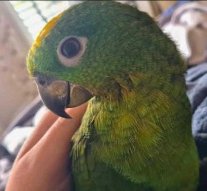 Handreared Yellow Crowned Amazons