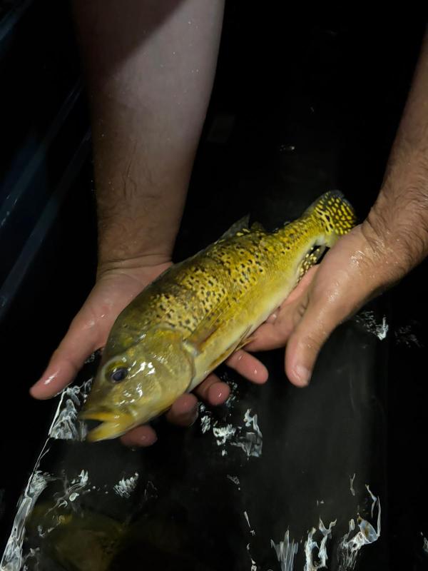 Kilberi peacock large