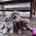 Bordoodle puppies