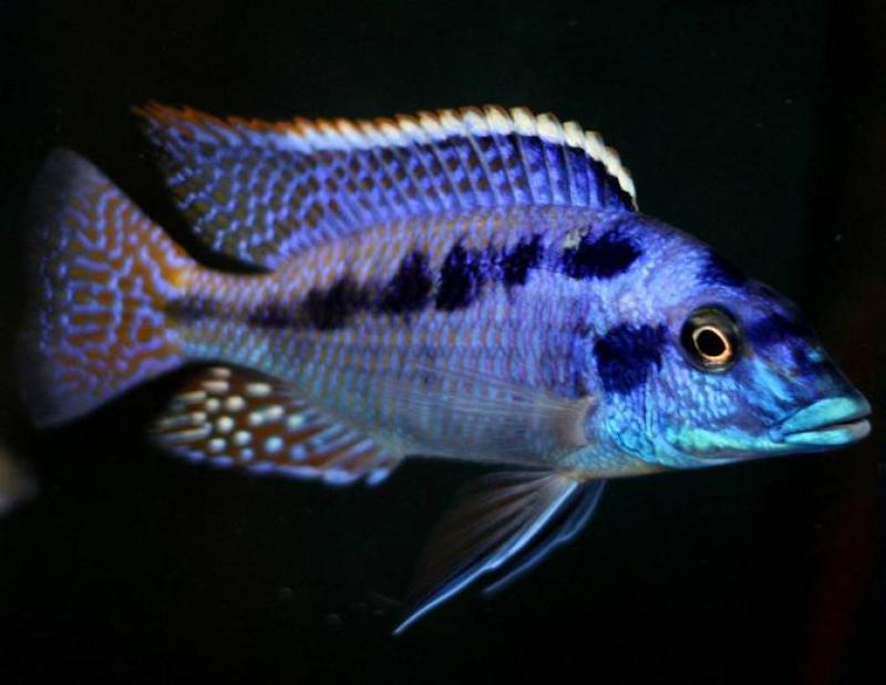 Mylochromis Mchuse Colony