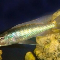 Champsochromis Caeruleus Malawi Trout display