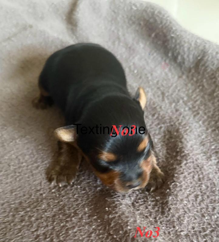 Tiny Yorkshire terrier puppies