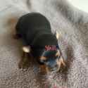 Tiny Yorkshire terrier puppies
