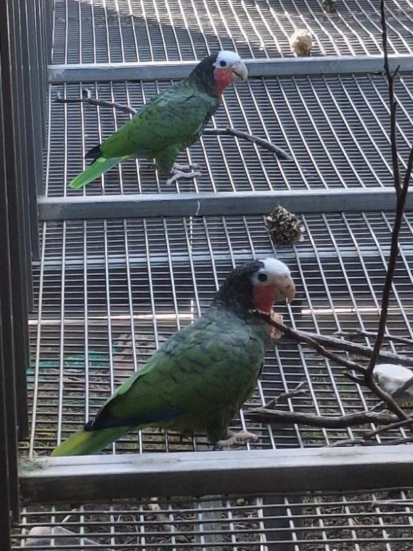 CUBAN Amazon unrelated pair