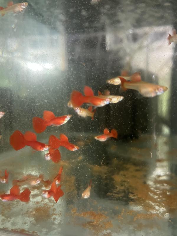 FS: LF bristlenose and guppies