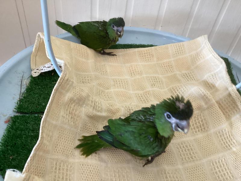 2 FEMALE Hand raised Hahns Macaws PRICE REDUCED $1200