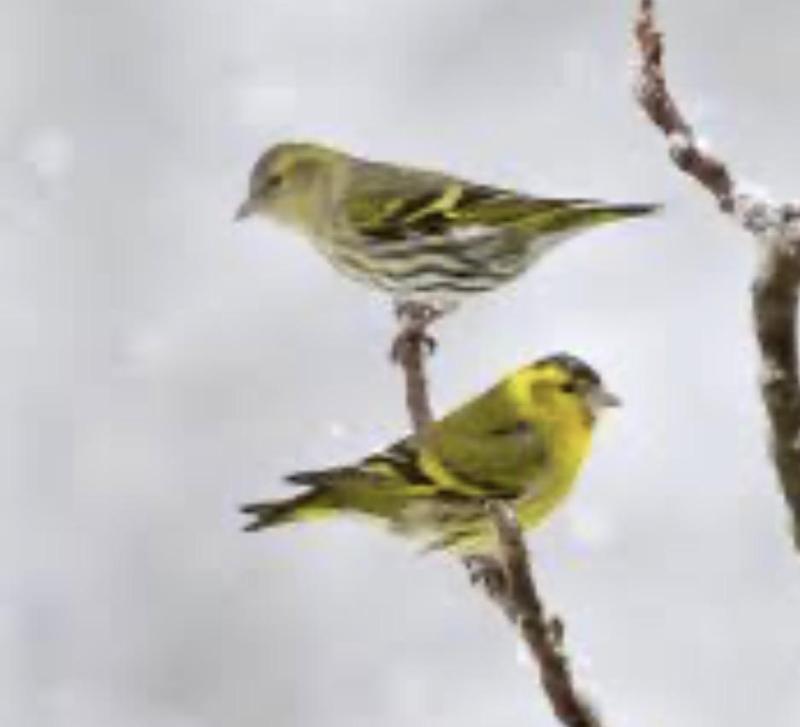 Want to buy a green Siskin pair