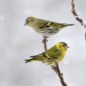 Want to buy a green Siskin pair