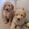 Fluffy smart Bordoodle puppies