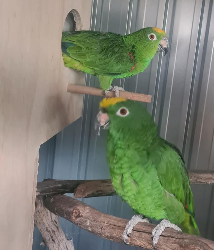 Mature Pair Of Yellow-Crowned Amazons