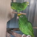 Mature Pair Of Yellow-Crowned Amazons