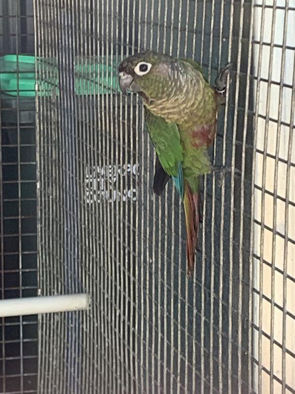 Maroon Bellied Split Fallow Conure Cocks