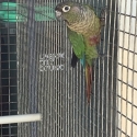 Maroon Bellied Split Fallow Conure Cocks