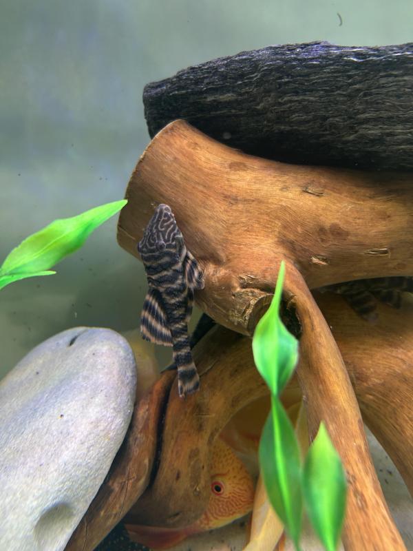 L397 pleco breeding pairs